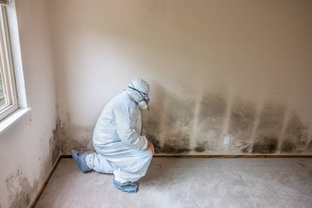 Best Airborne Mold Testing  in North Springfield, VA